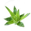 1. Aloe Vera