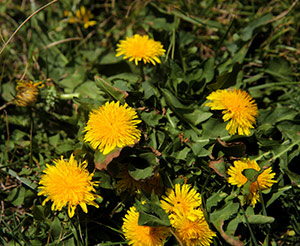 mælkebøtteblomst