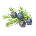 Juniper Bær Juniper Bær