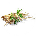 Panax Ginseng Rodekstrakt Panax Ginseng Rodekstrakt