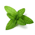 Menthol Olie Menthol Olie