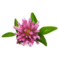 Kløverblomst ekstrakt Kløverblomst ekstrakt
