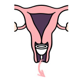 menstrual-cup-icon menstrual-cup-icon