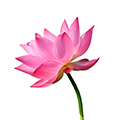 Lotus ekstrakt Lotus ekstrakt