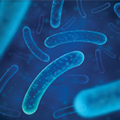 Enterococcus Faecium Enterococcus Faecium