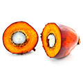 image of Palm Kernel Oil image of Palm Kernel Oil