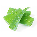Aloe Vera Aloe Vera