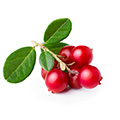 Bearberry Extract Bearberry Extract