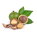 Macadamia nuts Macadamia nuts