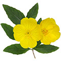 Evening Primrose flower Evening Primrose flower