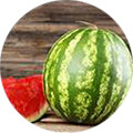 Vandmelon Vandmelon