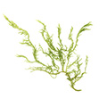 Algae Extract Algae Extract