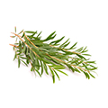 image of Tea Tree Oil image of Tea Tree Oil