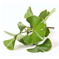 Ginkgo Bilobac