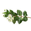 image of Lemon Myrtle Oil image of Lemon Myrtle Oil