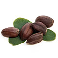 Jojoba nuts Jojoba nuts