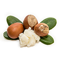Shea nuts Shea nuts
