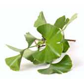 Ginkgo Biloba Blade Ginkgo Biloba Blade