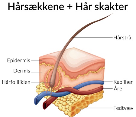 Hårsækkene