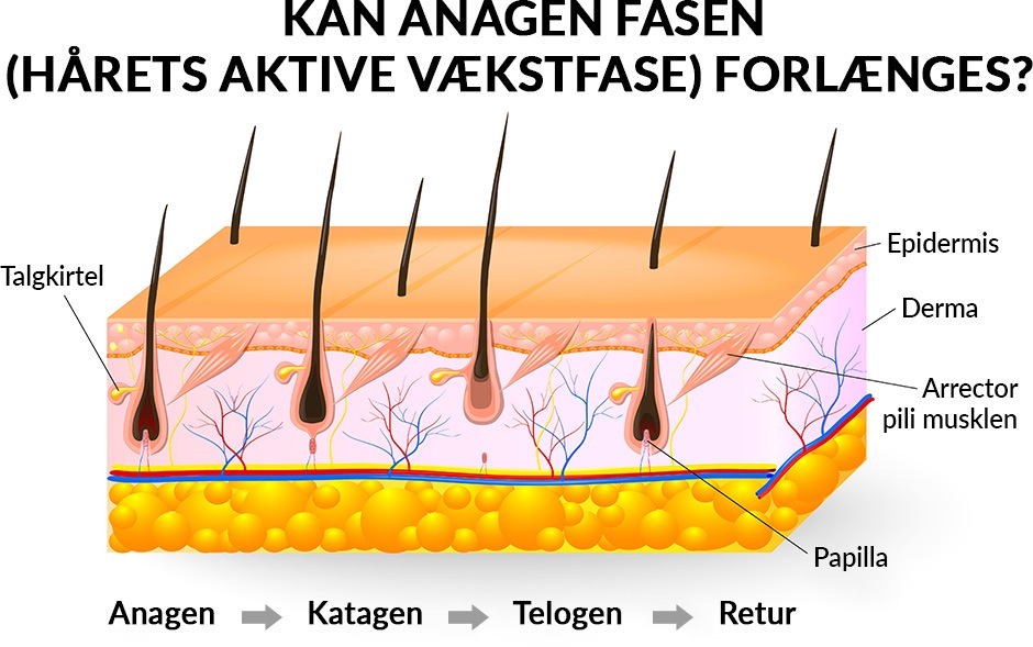 Telogen