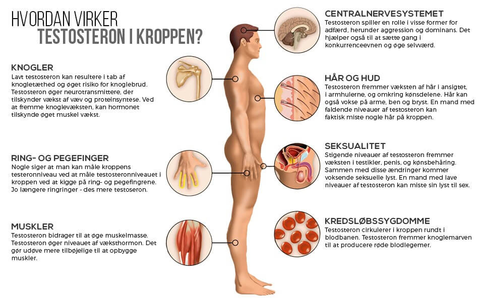 shydk-hurtigere-muskelvaekst-infograph