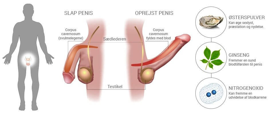 shydk-penis-infogrpah